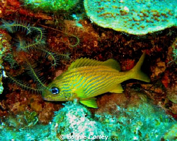French Grunt seen in Grand Bahamas May 2009.  Photo taken... by Bonnie Conley 